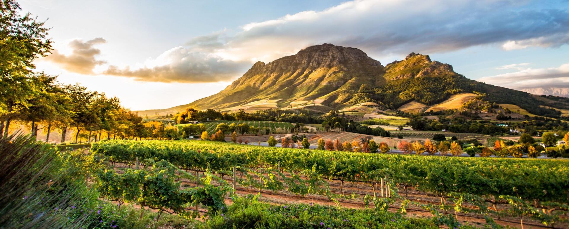 Vineyards below the Helderberg mountain at sunset