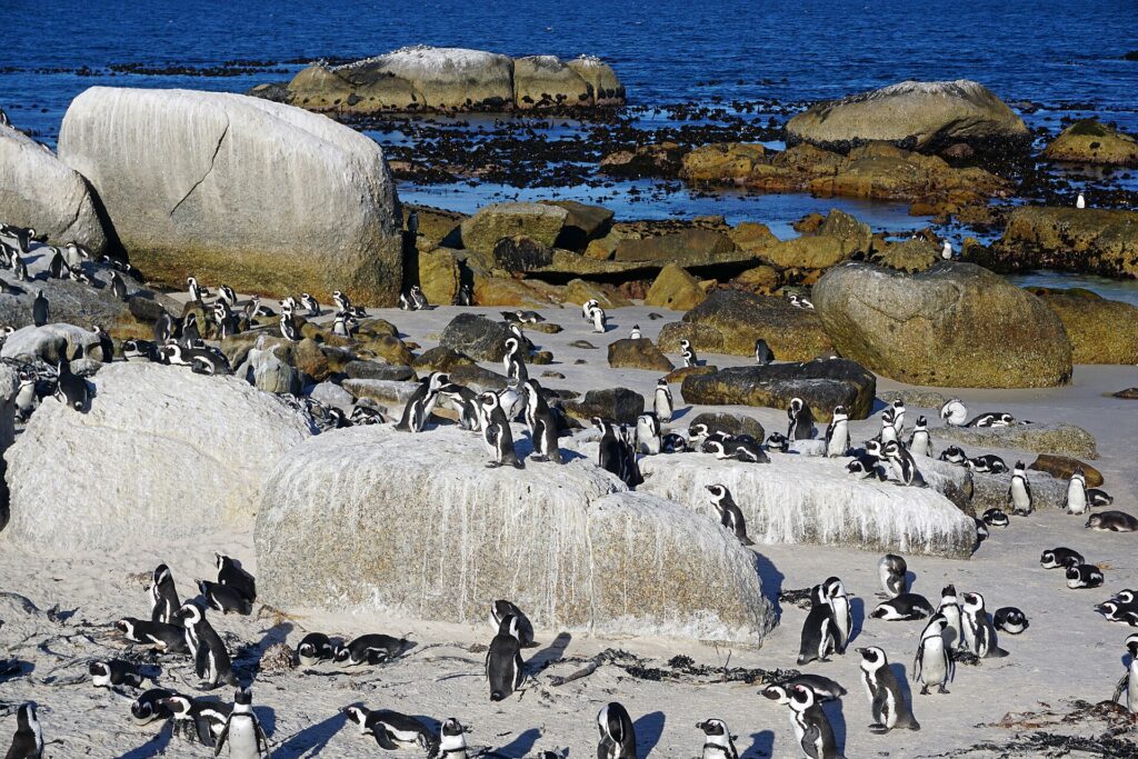 Boulders Beach mit Granitfelsen und der Pinguinkolonie