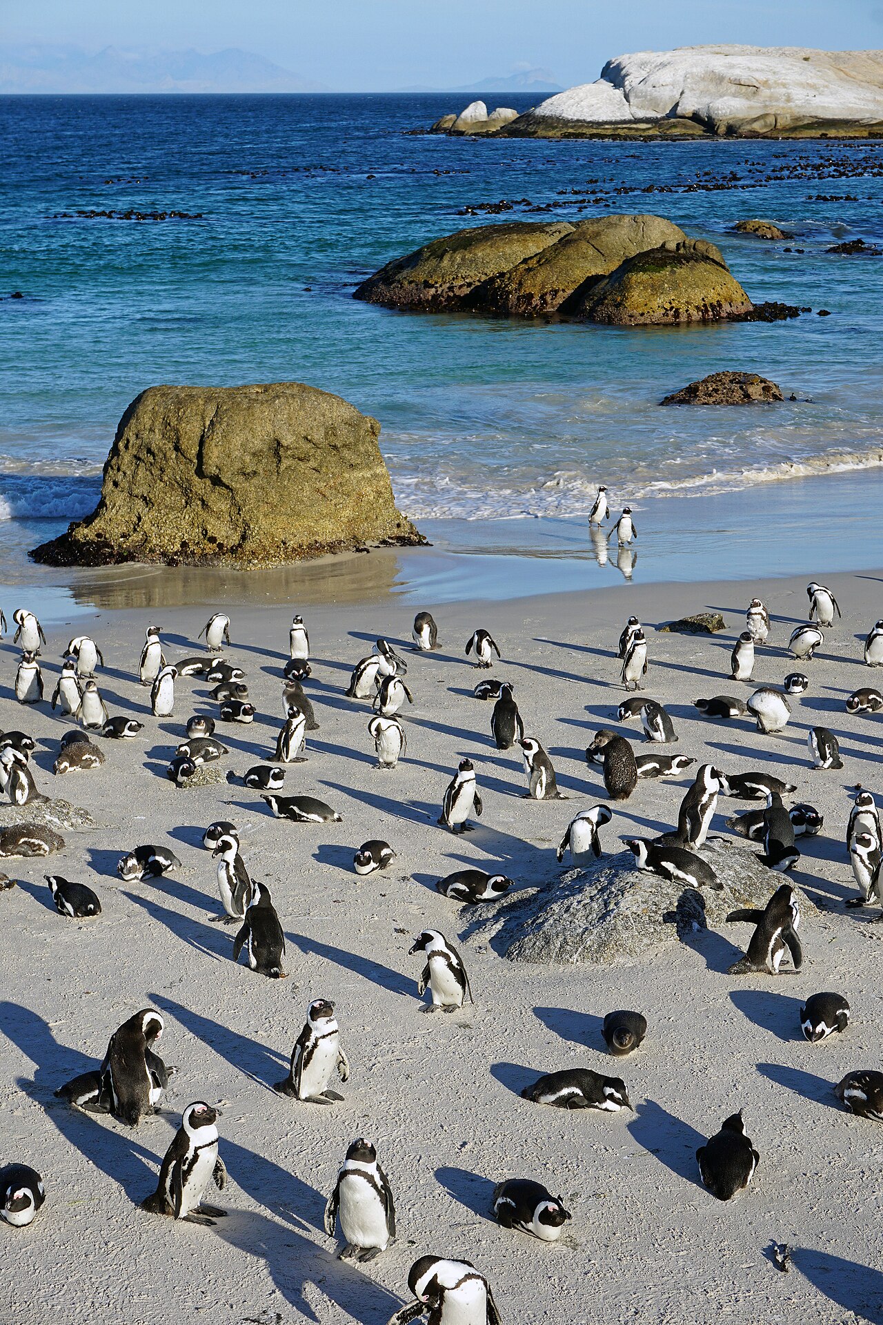 African penguins between the granite boulders at Boulders Beach