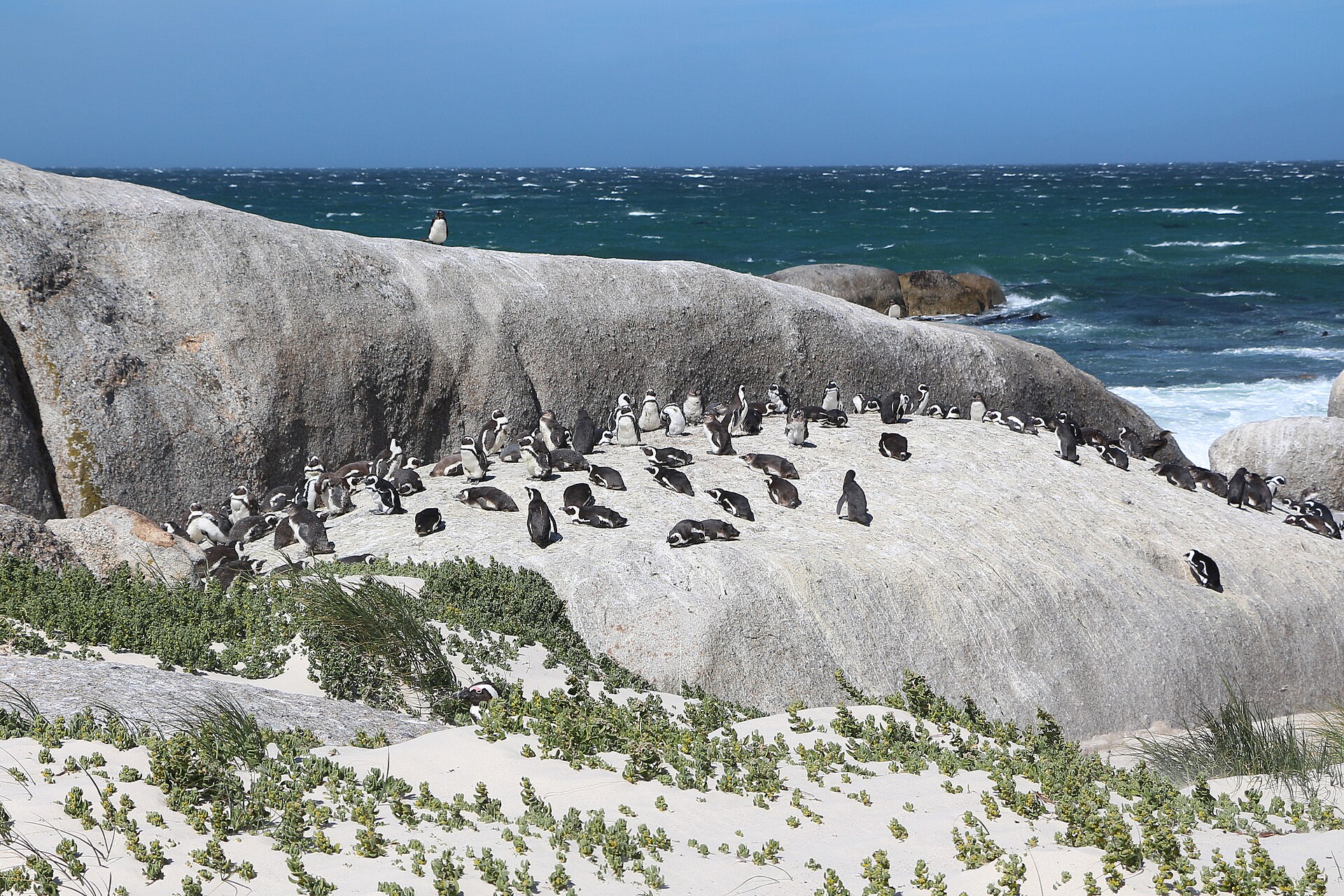 African penguins on the sand at Boulders Beach, Simon's Town
