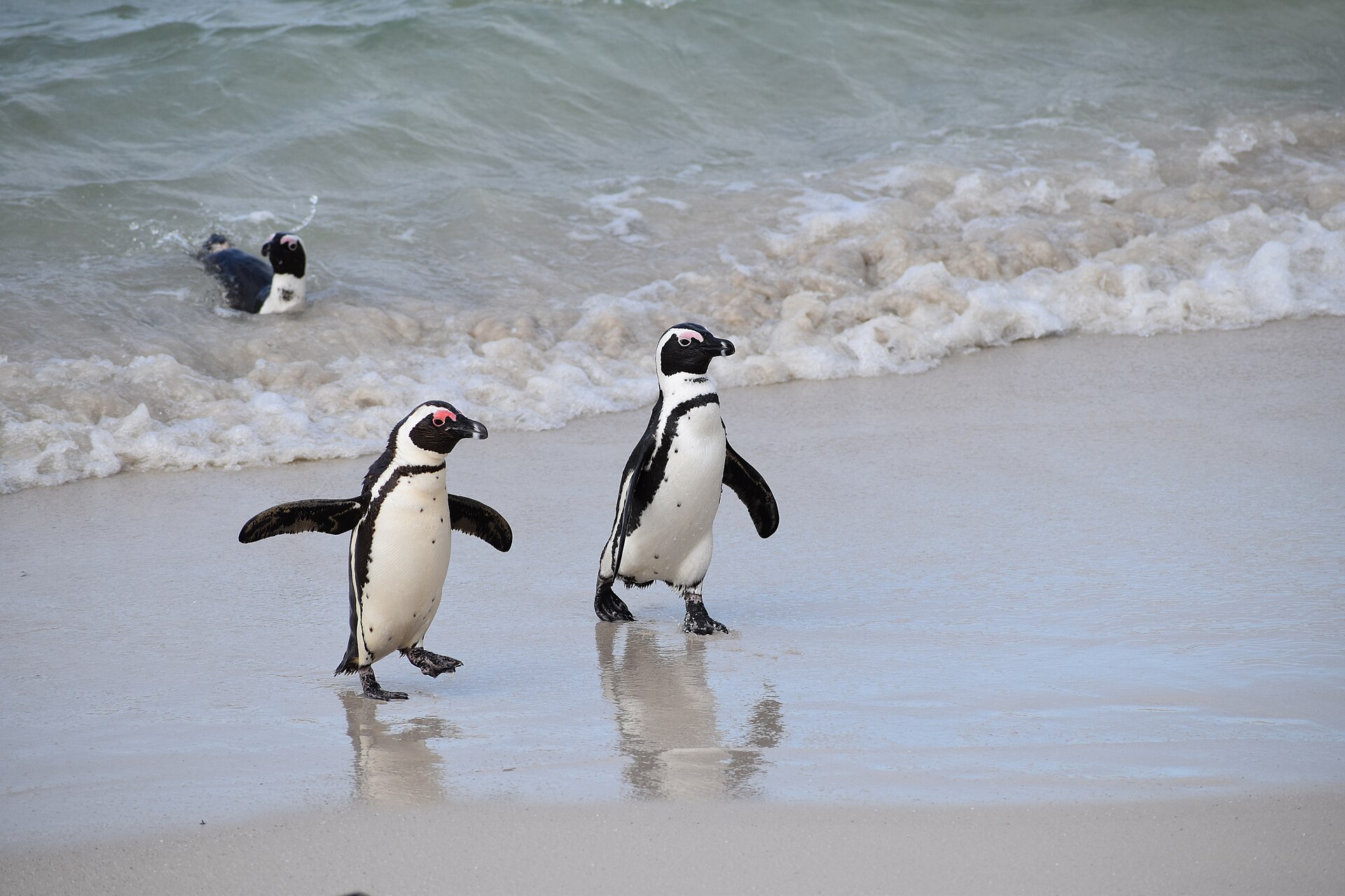 Two African penguins walking along the sand at Boulders Beach