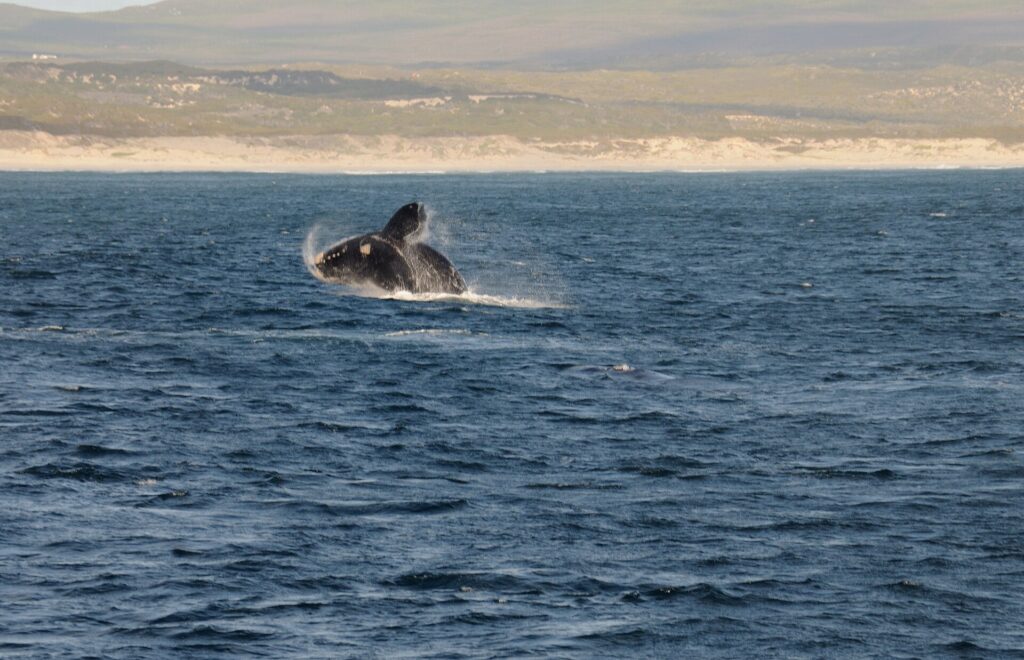 Ein springender Südkaper bei Hermanus