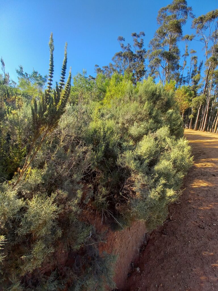 Ein Mountainbike-Trail, der über Stellenbosch ansteigt