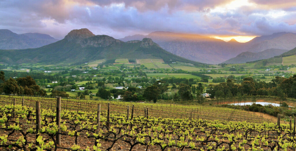 Vineyards on a Cape Winelands wine estate at sunrise