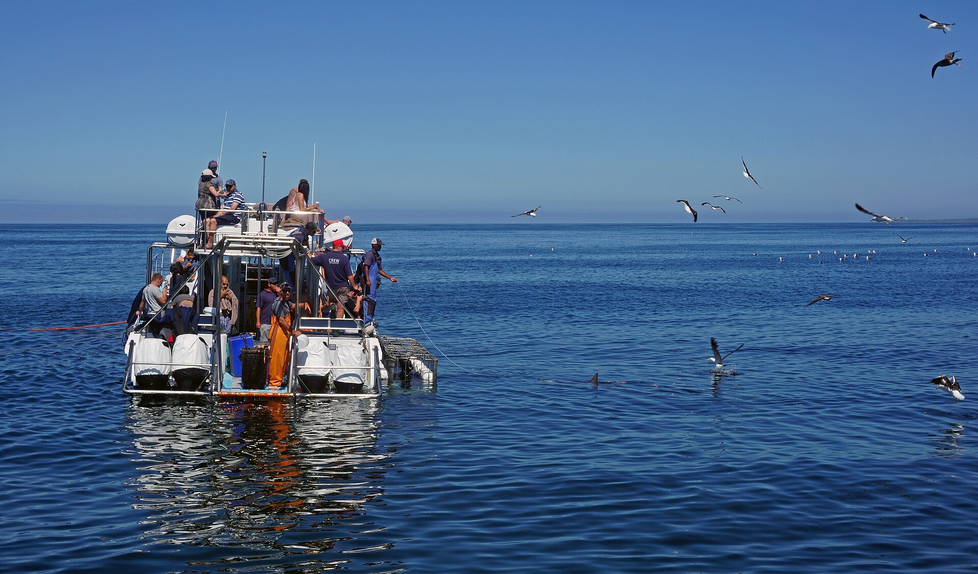 Cage diving with great white sharks at Gansbaai