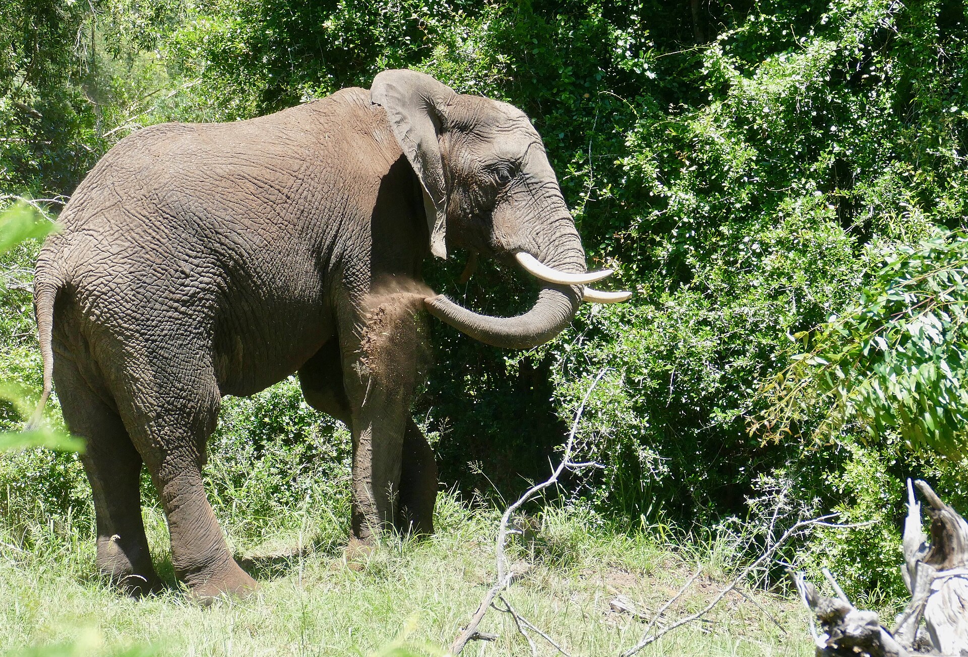 An elephant bull spraying dust in a Western Cape game reserve