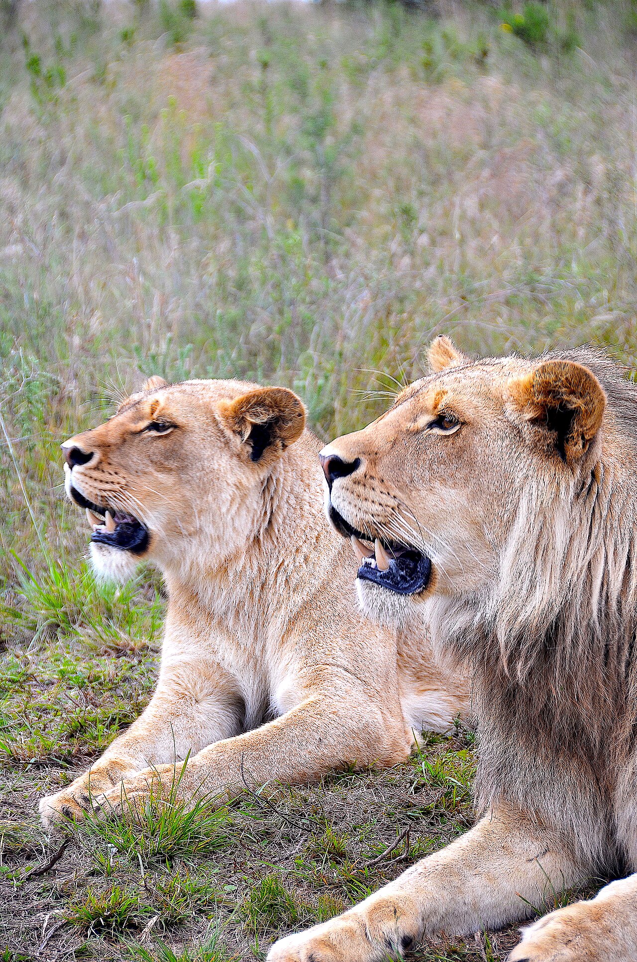 A lion couple in a Western Cape game reserve