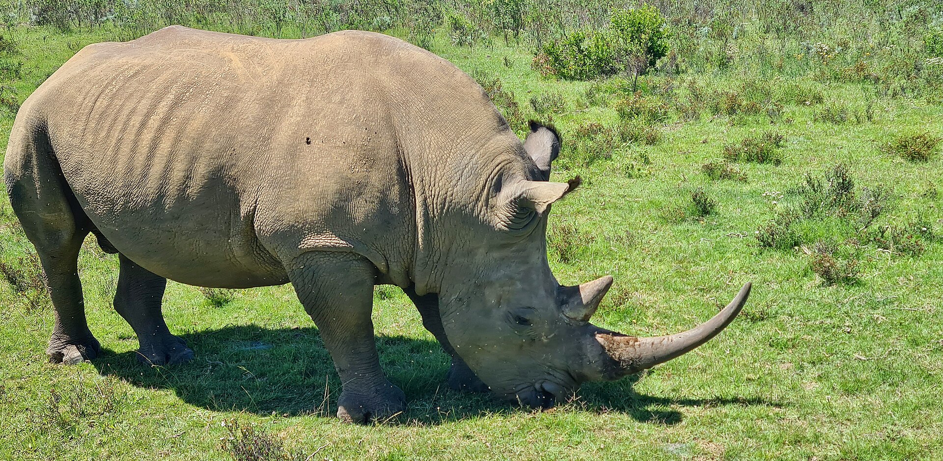 A white rhino grazing in a Western Cape game reserve