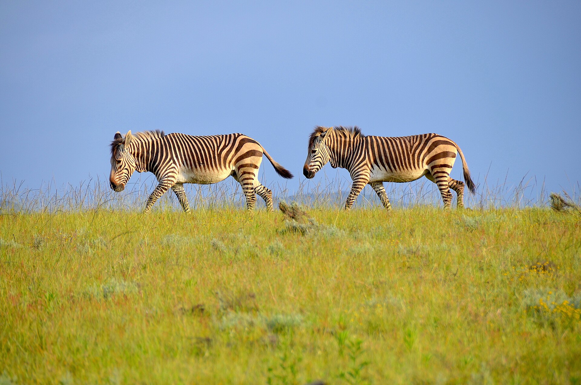 Zebras grazing in a Western Cape game reserve
