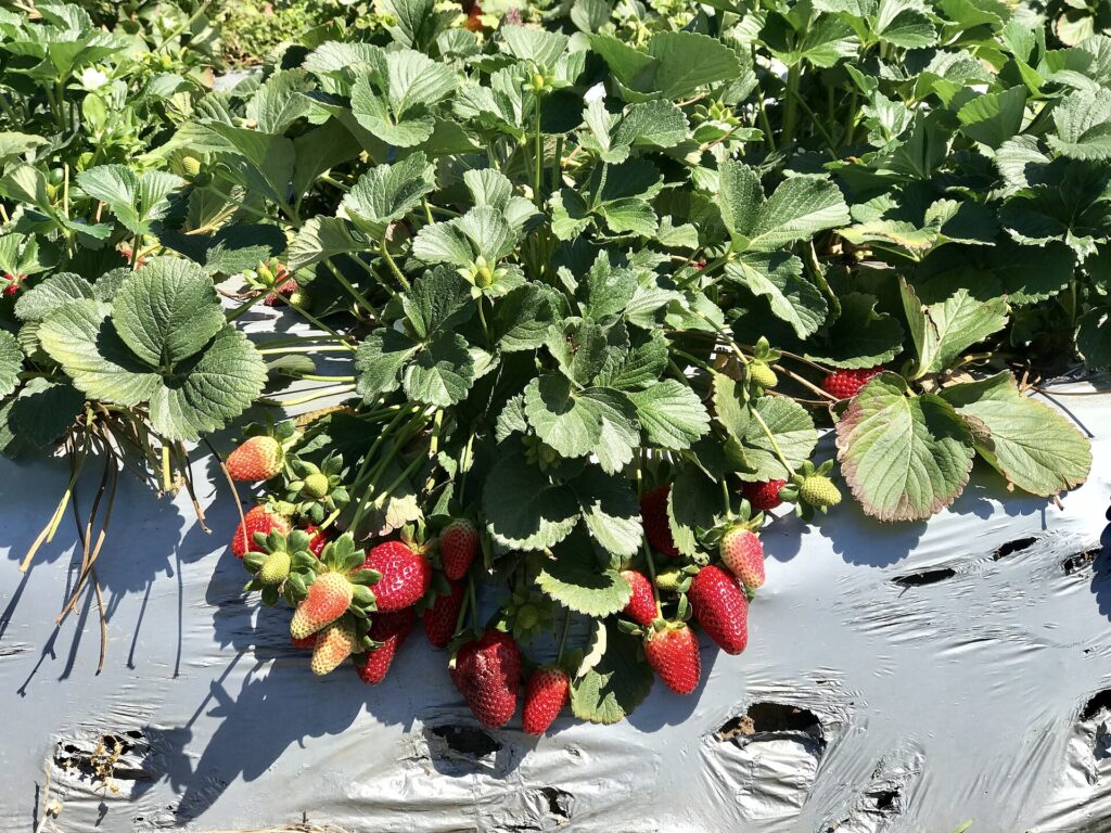 Erdbeeren pflücken auf einer Farm