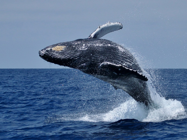 A whale leaping out of the sea off the coast at Hermanus