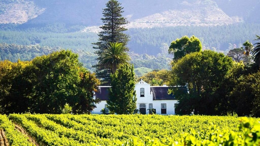 Vineyards and mountains in the Cape Winelands