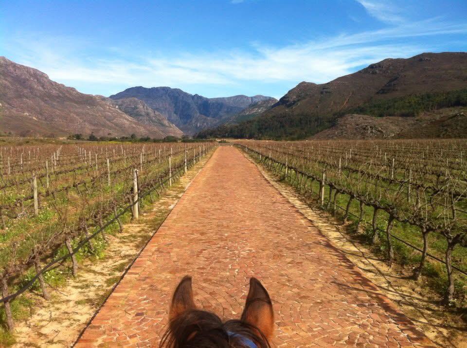 Horse riding Western Cape: wine tasting ride through Franschhoek vineyards