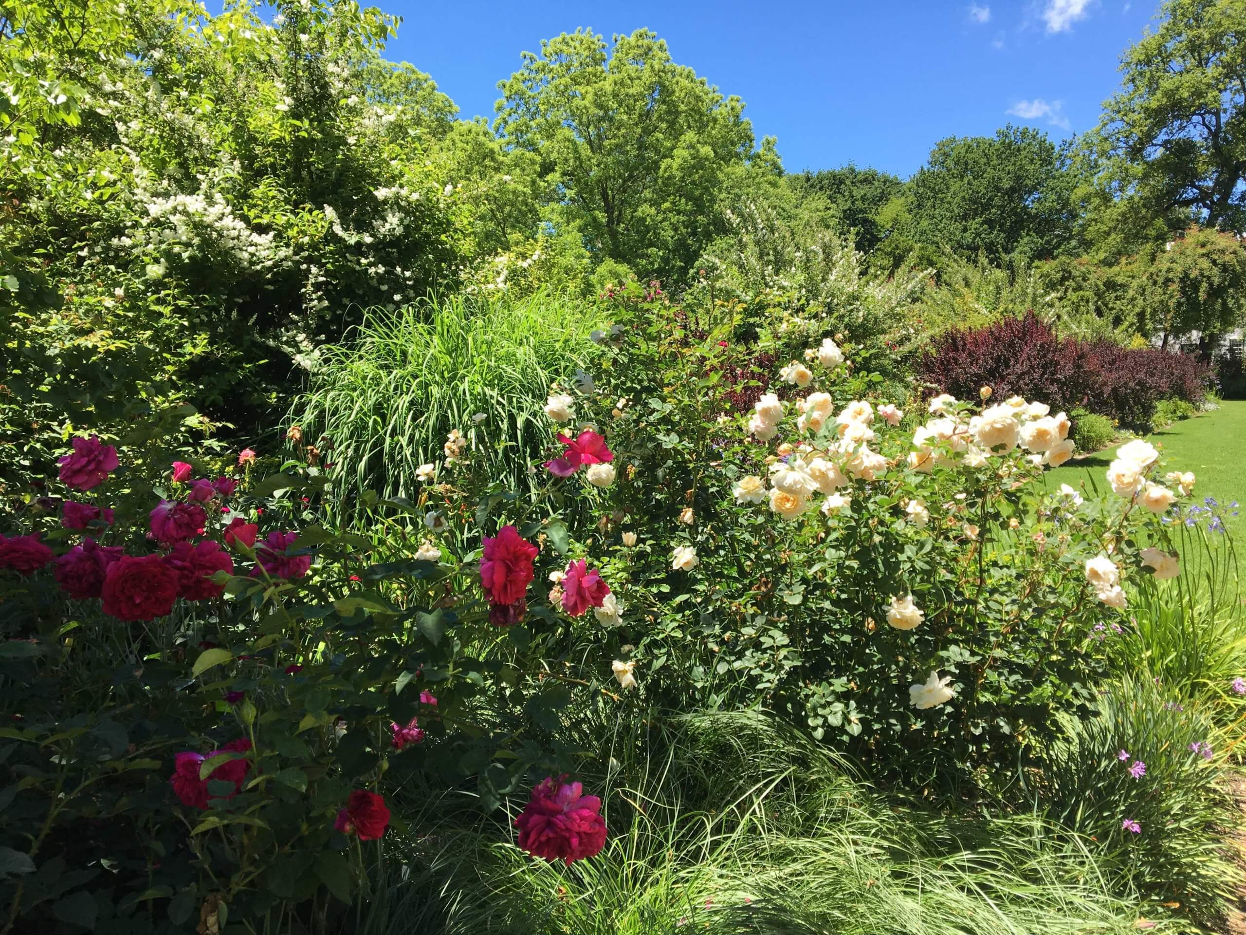 Roses in bloom in the Schoongezicht garden at Rustenberg near Stellenbosch