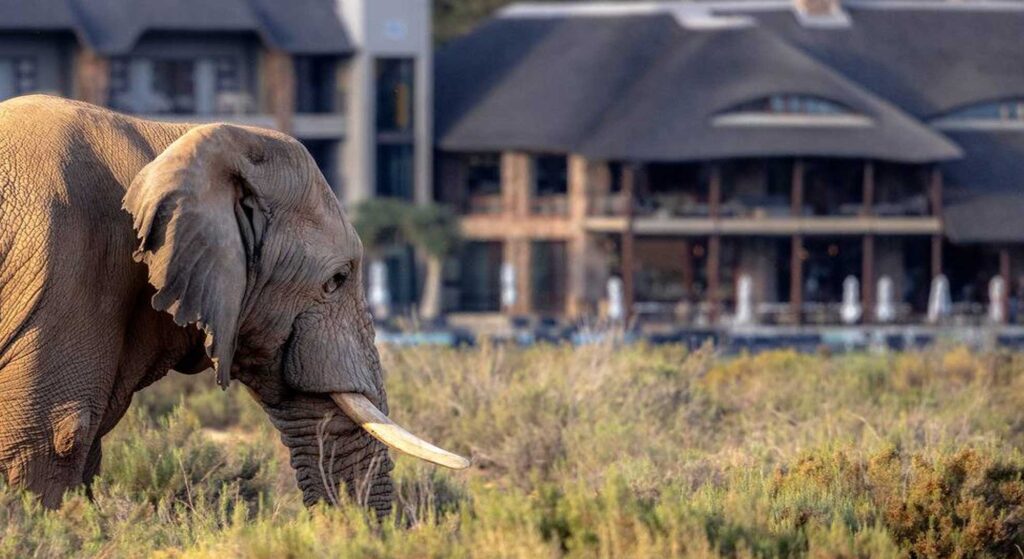 Ein Elefant vor der Lodge im Aquila Private Game Reserve