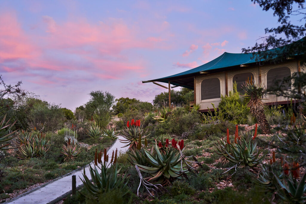 Die Horizon-View-Zelte der Buffelsdrift Game Lodge in der Dämmerung