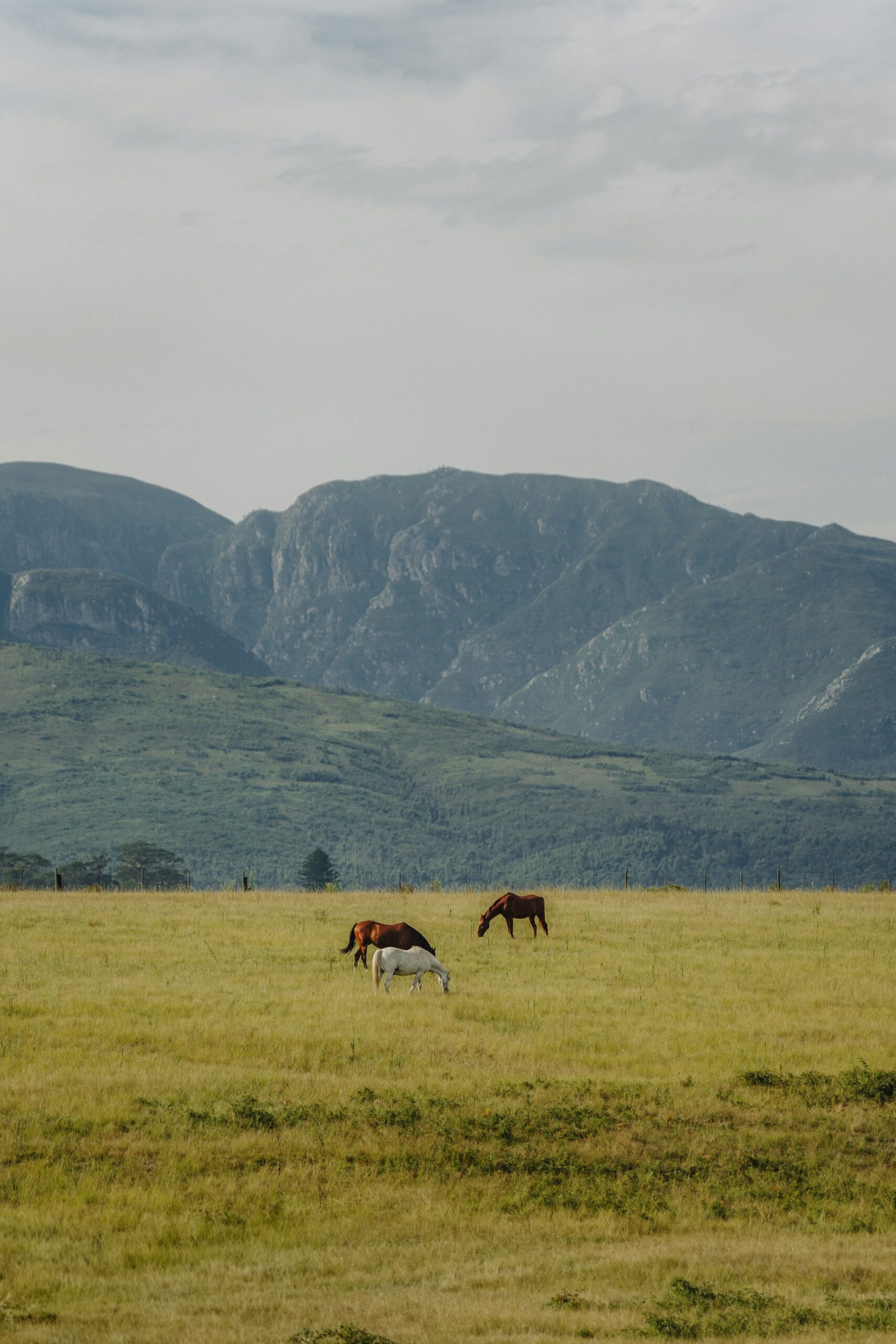 Horse riding Western Cape: two horses below the mountains near George