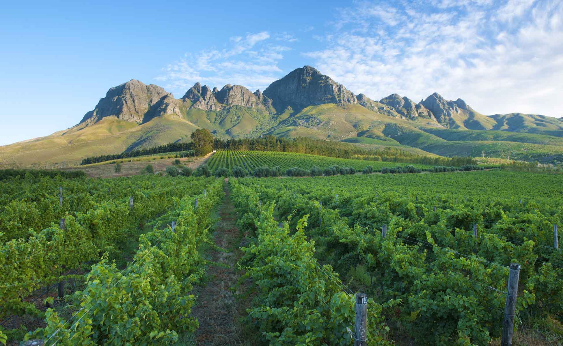 Cape Winelands wedding venues: vineyards and mountains at Lourensford